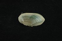 藏品(石蚌)的圖片